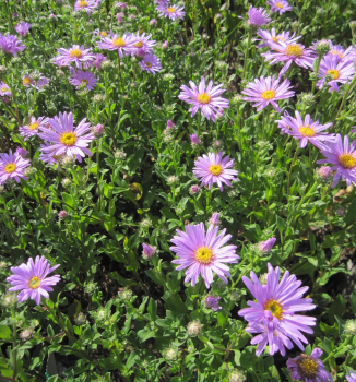 Berg-Aster Rosa Erfüllung 1