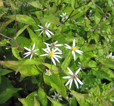 Sperrige Aster Tradescant 1