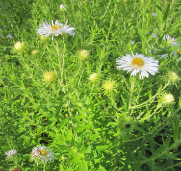 Preview: Rauhblatt-Aster Herbstschnee 2