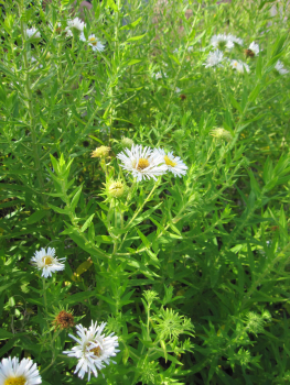 Preview: Rauhblatt-Aster Herbstschnee 3