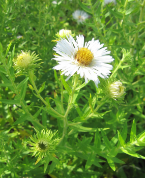 Rauhblatt-Aster Herbstschnee 1