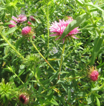 Preview: Rauhblatt-Aster Rosa Sieger - Aster novae-angliae - Neuengland-Aster - sehr bienenfreundlich