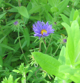 Rauhblatt-Aster Treasure 1