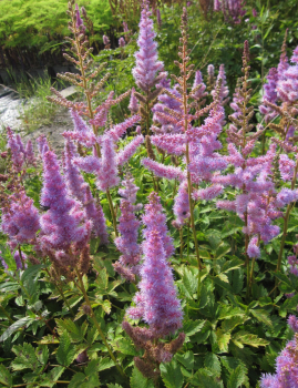 Zwerg-Prachtspiere Pumila 1