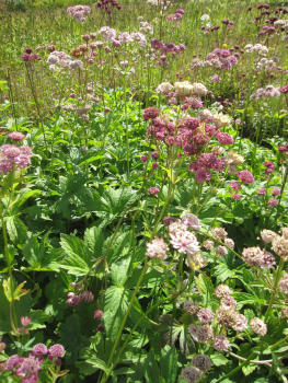 Preview: Sterndolde Primadonna - Astrantia major - Bienenmagnet