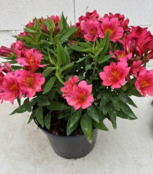 Preview: Astroemeria Colorita Eliane 2