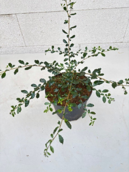 Kleinblättrige Azara 1