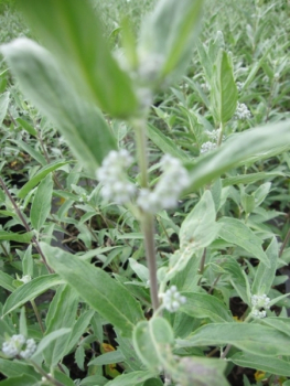 Preview: Bartblume Thetis 2