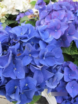 Bauernhortensie Jip Blue 1