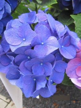 Bauernhortensie Jip Blue 2