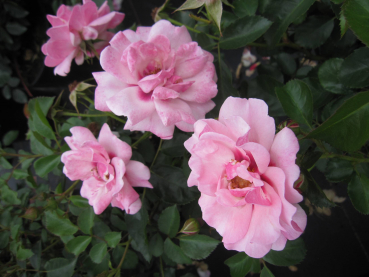 Rosa Bright Eyes 3