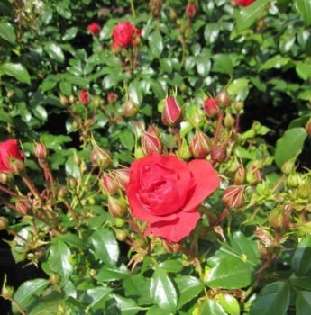 Preview: Beetrose Cherry Girl 2