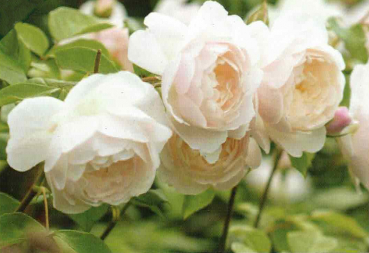 Englische Rose Desdemona 1