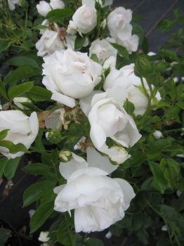 Rosa Dominique Loiseau 2