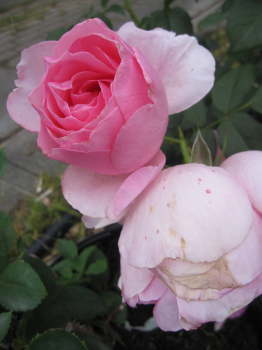 Rosa Eckardt Witzigmann 1