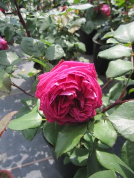 Rose Freifrau Caroline  2