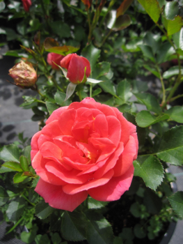 Preview: Beetrose Mandarin 2