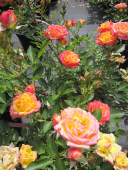 Preview: Beetrose Mandarin 3