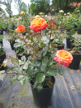 Preview: Beetrose Meteor 3