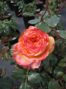 Preview: Beetrose Meteor 2