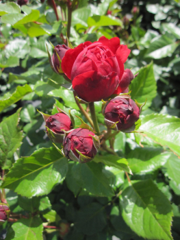 Beetrose Red Leonardo da Vinci 1