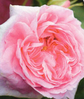 Historische Strauchrose Königin von Dänemark 1