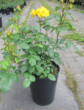 Preview: Beetrose Stuttgardia Sunshine 3