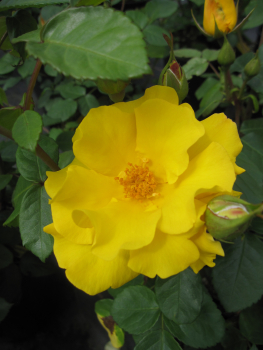 Preview: Beetrose Stuttgardia Sunshine 2