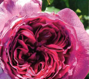 Beetrose Thierry Marx 1