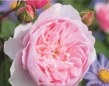 Englische Strauchrose Wisley 2008 1