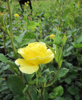 Preview: Beetrose Zonta 3