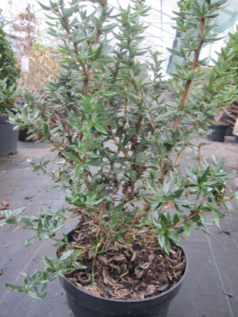 Berberis candidula Jytte - Immergrüne Kissen-Berberitze Jytte
