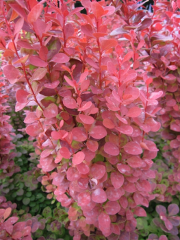 Preview: Berberis thunbergii Orange Rocket2