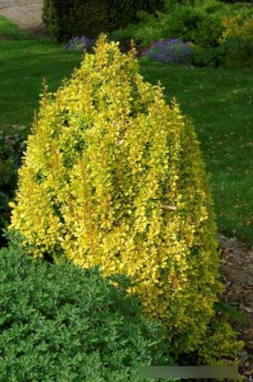 Berberitzen Golden Torch Berberis