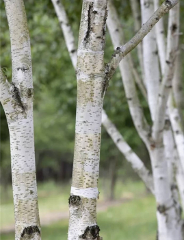 Betula pubescens 1