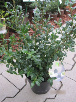 Ilex Crenata 'LUXUS Globe' — Agrifoglio Nano Sempreverde, Pianta In Vaso Per Esterni, Forma Sferica Naturale