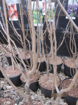 Corylus avellana Englische Riesen