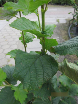 Preview: Corylus max Cosford2