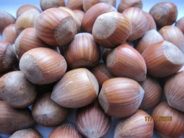 Preview: Corylus max Cosford3