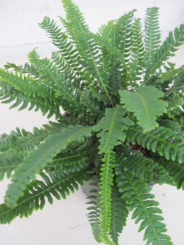 Rippenfarn - Blechnum spicant
