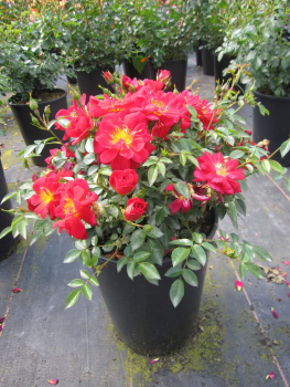 Preview: Beetrose Bienenweide Hellrot 2