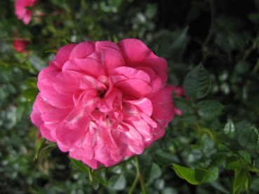 Bodendeckerrose Knirps 1