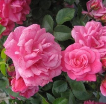 Bodendeckerrose Palmengarten Frankfurt 1