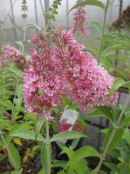 Buddleja Pink Panther 2