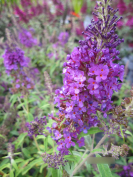 Buddleja Summer Bird Blue 2