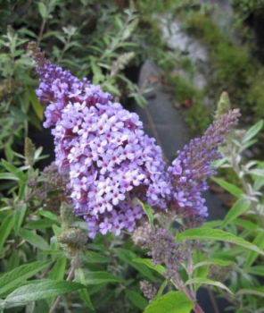 Buddleja buzz ® Sky Blue
