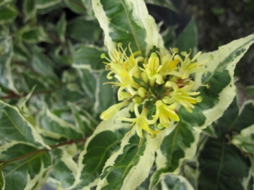 Diervilla sessiliflora Cool Splash