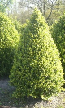 Buxus sempervirens arborescens 1