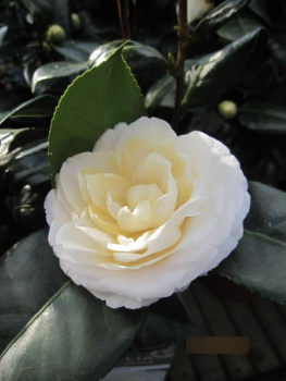 Japanische Kamelie Alba Plena 1
