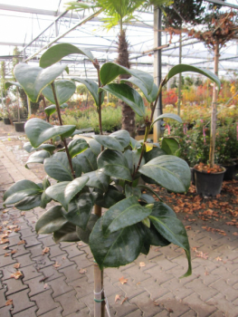 Camellia jap. Princip essa Baciocchi 3